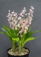 Calanthe aristulifera hybrid 'Kozu Pink'
